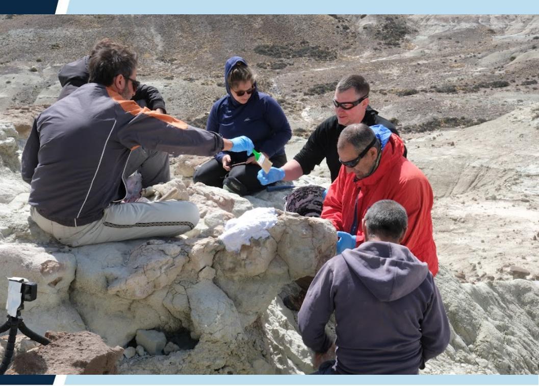 Investigadores de la UNPSJB, hallaron restos del primer mamífero del Cretácico del Golfo San Jorge