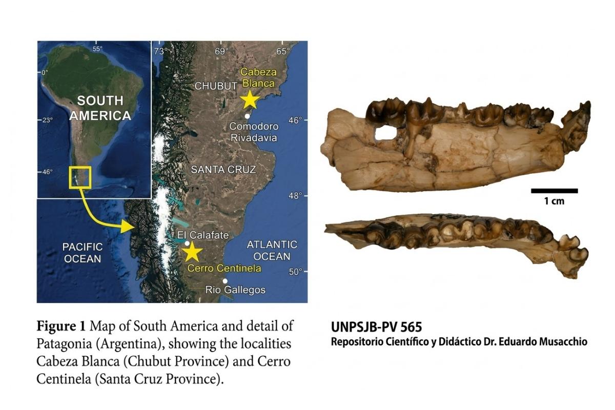 Hallazgo científico: nombran una nueva especie fósil en homenaje a la UNPSJB por su rol en la preservación del patrimonio Hallazgo científico: nombran una nueva especie fósil en homenaje a la UNPSJB por su rol en la preservación del patrimonio